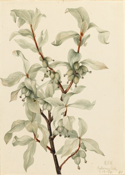 Sølvbær Elaeagnus commutata, 1922. af Mary Vaux Walcott