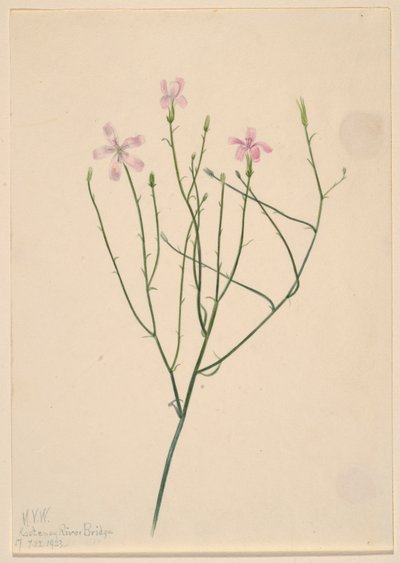Skeletblomst (Lygodesmia juncea) af Mary Vaux Walcott