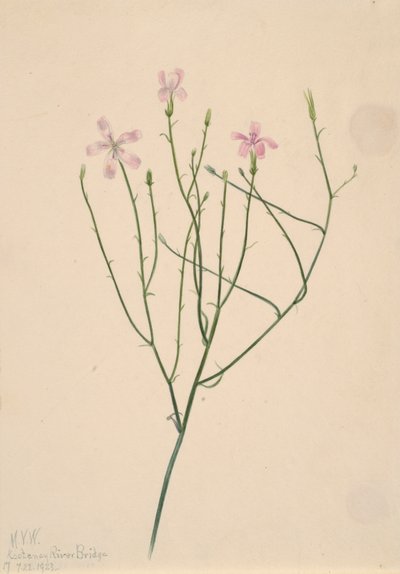 Skeletblomst Lygodesmia juncea, 1923. af Mary Vaux Walcott