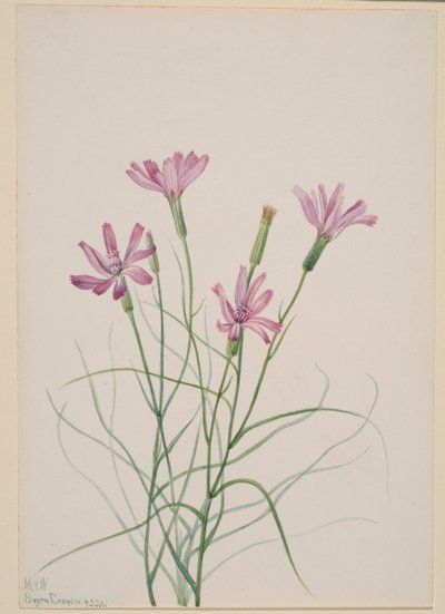 Skeletukrudt (Lygodesmia grandiflora) af Mary Vaux Walcott