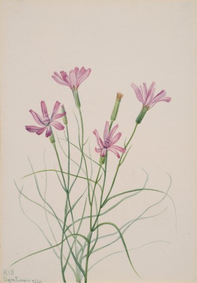 Skeleton Weed Lygodesmia grandiflora, 1931. af Mary Vaux Walcott