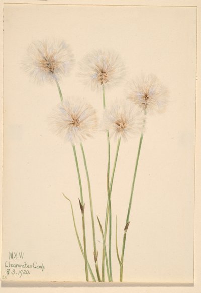 Slank bomuldsgræs (Eriophorum chamissonis) af Mary Vaux Walcott
