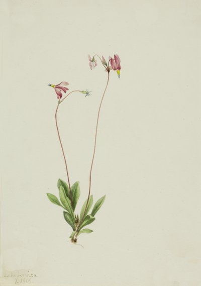 Slanke stjerneskud Dodecatheon pauciflorum, 1909. af Mary Vaux Walcott