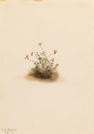 Lille tranebær (Oxycoccus palustris) af Mary Vaux Walcott