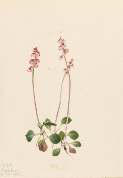 Lille pyrola (Pyrola minor) af Mary Vaux Walcott
