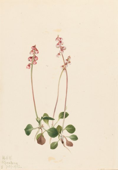 Lille Pyrola Pyrola minor, 1922. af Mary Vaux Walcott