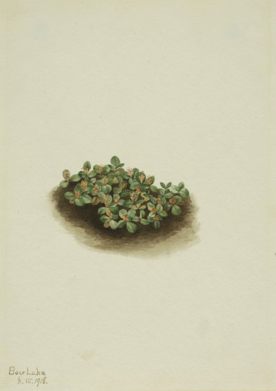 Snepil Salix nivalis, 1918. af Mary Vaux Walcott
