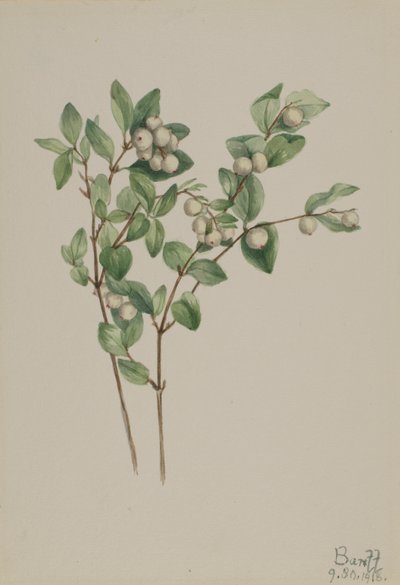 Snebær (Symphoricarpos albus) af Mary Vaux Walcott