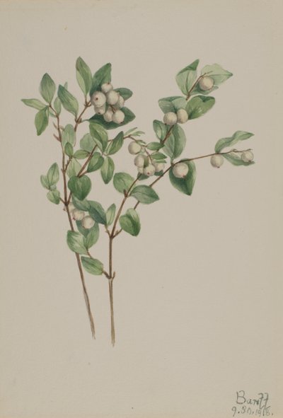 Snowberry Symphoricarpos albus, 1918. af Mary Vaux Walcott