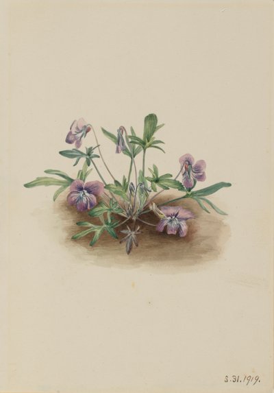 Sydkystviol (Viola septemloba) af Mary Vaux Walcott