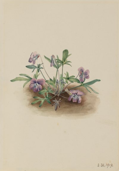 Southern Coast Violet Viola septemloba, 1919. af Mary Vaux Walcott