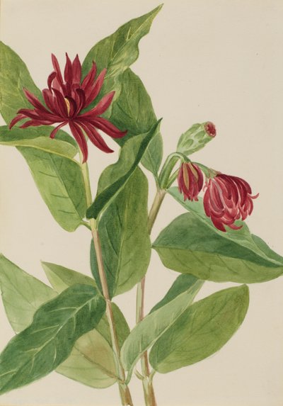 Spicebush Calycanthus occidentalis, begyndelsen af 1930