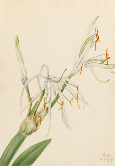 Spider Lily Hymenocallis rotata, 1919. af Mary Vaux Walcott