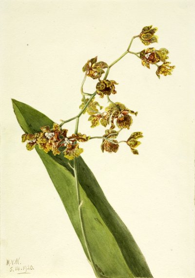 Plettet Cyrtopodium Cyrtopodium punctatum, 1920. af Mary Vaux Walcott
