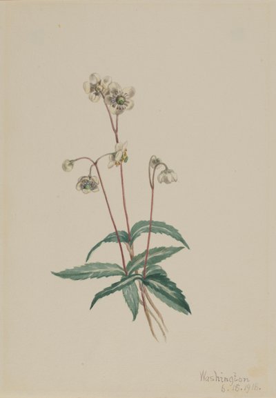 Plettet pipsissewa (Chimaphila maculata) af Mary Vaux Walcott