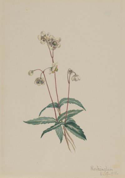 Plettet Pipsissewa Chimaphila maculata, 1918. af Mary Vaux Walcott