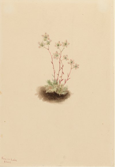 Plettet saxifrage Saxifraga bronchialis, 1903. af Mary Vaux Walcott