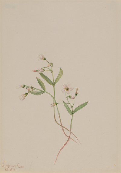 Forårsskønhed (Claytonia lanceolata) af Mary Vaux Walcott