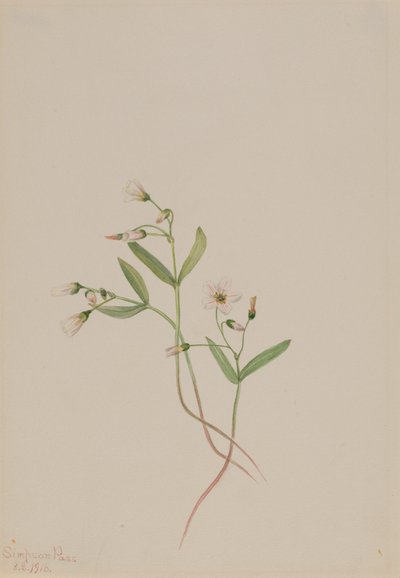 Spring Beauty Claytonia lanceolata, 1916. af Mary Vaux Walcott