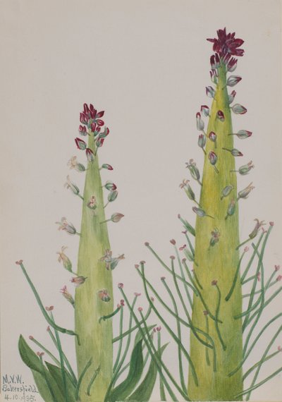 Squaw-Cabbage Caulanthus inflatus, 1935. af Mary Vaux Walcott