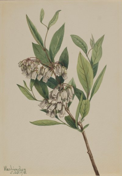 Staggerbusk (Pieris mariana) af Mary Vaux Walcott