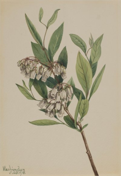 Stagger-Bush Pieris Mariana, 1918. af Mary Vaux Walcott