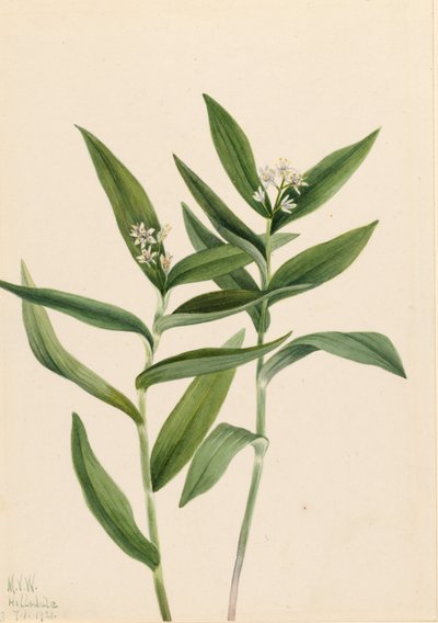 Stjerne-salomonblomst (Star Vagnera) af Mary Vaux Walcott
