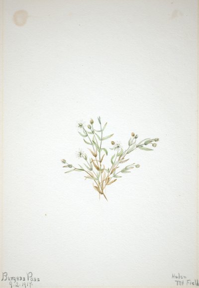 Stelleria leata af Mary Vaux Walcott