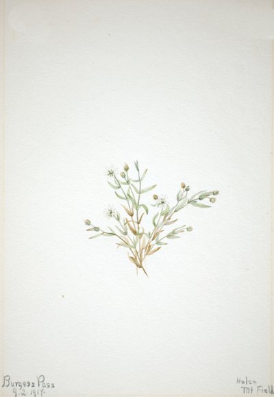 Stelleria leata, 1917. af Mary Vaux Walcott