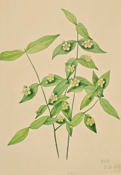Jordbærbusk Euonymus americanus, 1919. af Mary Vaux Walcott