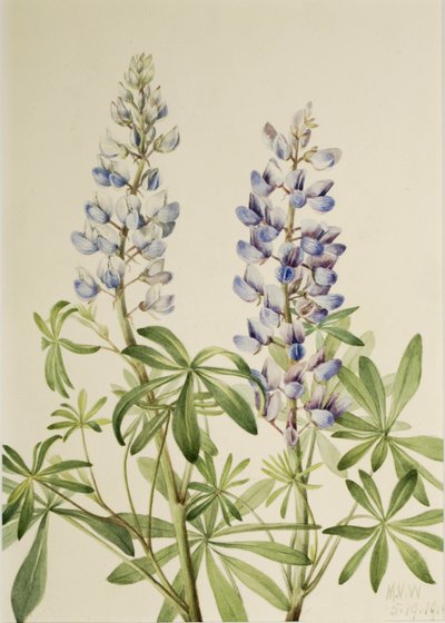 Solskinslupin (Lupinus perennis) af Mary Vaux Walcott