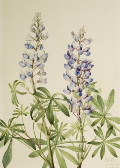 Sun Dial Lupin Flerårig Lupin, 1919. af Mary Vaux Walcott