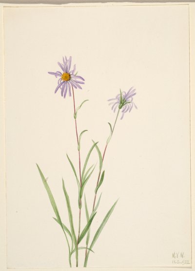 Sumpstjerne (Aster paludosus) af Mary Vaux Walcott