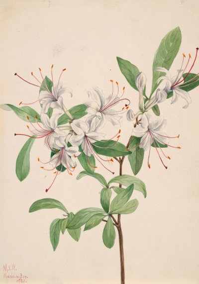 Sød Azalea Azalea arborescens, 1921. af Mary Vaux Walcott