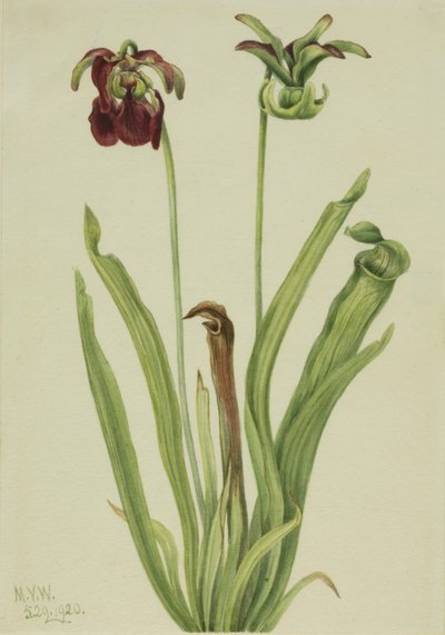 Sød kandebærerplante (Sarracenia rubra) af Mary Vaux Walcott