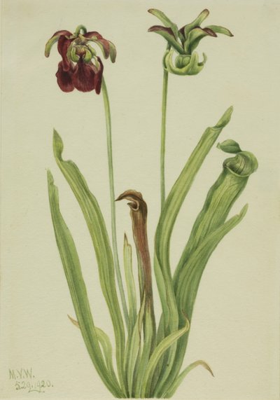 Sød kandeplante Sarracenia rubra, 1920. af Mary Vaux Walcott