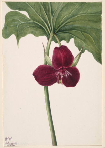 Sød Trillium (Trillium vasyi) af Mary Vaux Walcott
