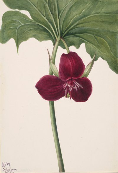 Sweet Trillium Trillium vasyi, 1934. af Mary Vaux Walcott