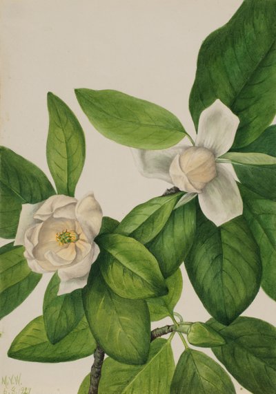 Sweetbay Magnolia virginiana, 1927. af Mary Vaux Walcott