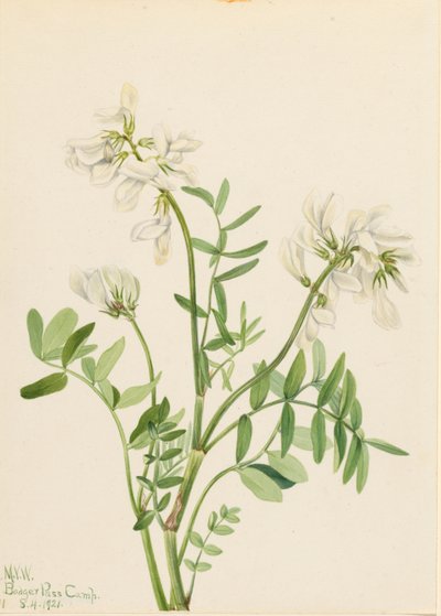 Sødskærm (Hedysarum mackenzii) af Mary Vaux Walcott