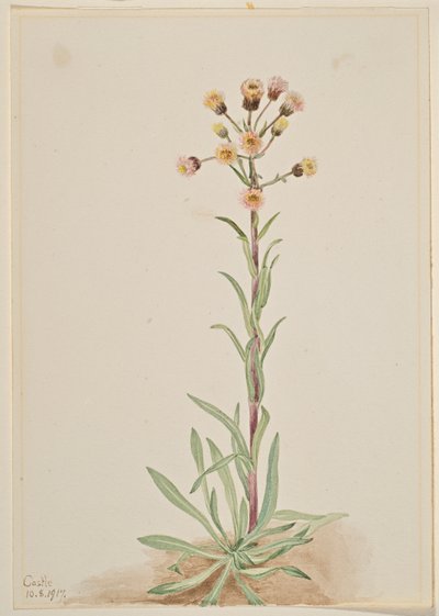 Højtvoksende loppeurt (Erigeron acris) af Mary Vaux Walcott