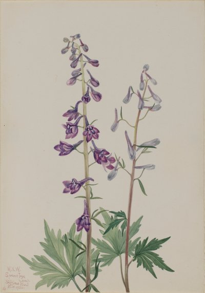 Høj lærkespore (Delphinium elongatum) af Mary Vaux Walcott