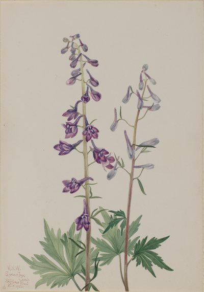 Høj lærkespore Delphinium elongatum, 1920. af Mary Vaux Walcott