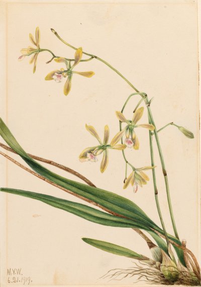 Tampa Epidendrum (Epidendrum tampense) af Mary Vaux Walcott