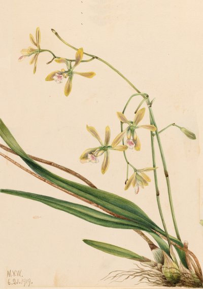 Tampa Epidendrum Epidendrum tampense, 1919. af Mary Vaux Walcott