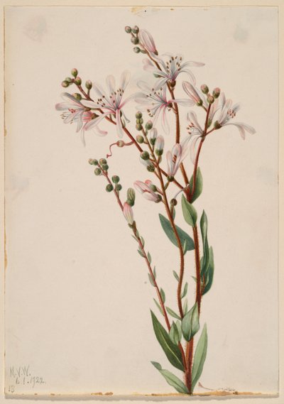 Tjæreblomst (Befaria racemosa) af Mary Vaux Walcott