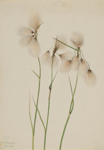 Kvastbomuld (Eriophorum angustifolium) af Mary Vaux Walcott