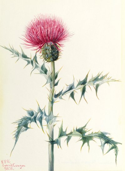 Tidsel (Cirsium arizonica) af Mary Vaux Walcott