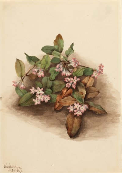 Efterfølgende Arbutus Epigaea repens, 1917. af Mary Vaux Walcott