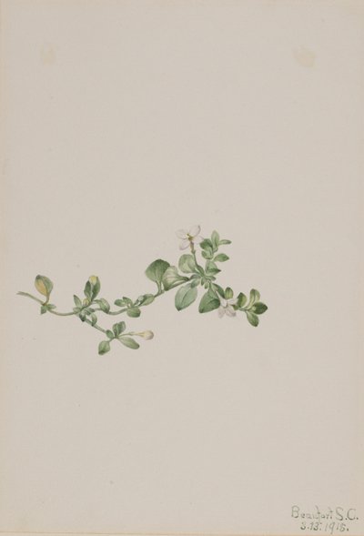 Efterfølgende Houstonia (Houstonia procumbens) af Mary Vaux Walcott